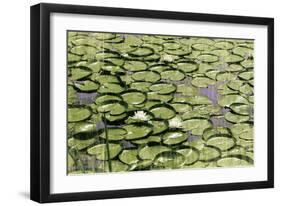 Les Nympheas-Erin Clark-Framed Art Print