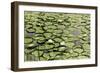 Les Nympheas-Erin Clark-Framed Art Print