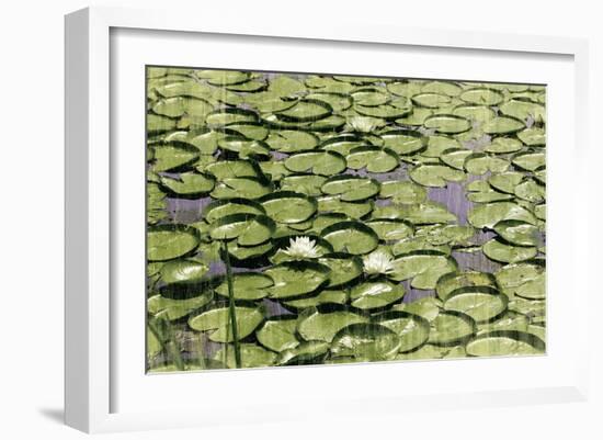 Les Nympheas-Erin Clark-Framed Art Print