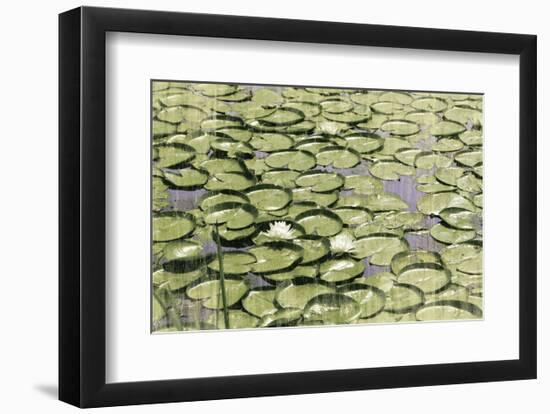 Les Nympheas-Erin Clark-Framed Art Print