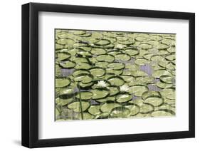 Les Nympheas-Erin Clark-Framed Art Print