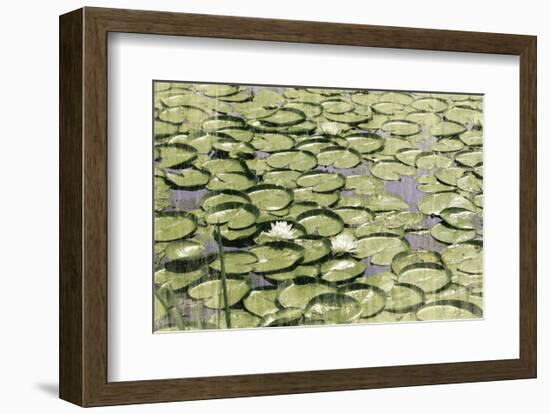 Les Nympheas-Erin Clark-Framed Art Print