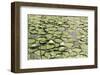 Les Nympheas-Erin Clark-Framed Art Print