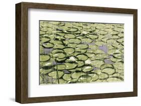 Les Nympheas-Erin Clark-Framed Art Print