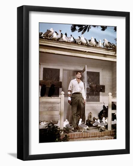 Les Oiseaux THE BIRDS d'Alfred Hitchcock with Rod Taylor, 1963 (photo)-null-Framed Photo