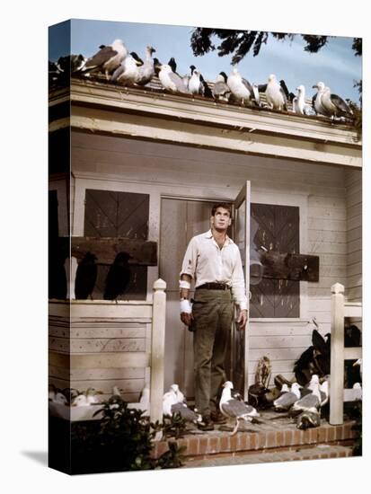 Les Oiseaux THE BIRDS d'Alfred Hitchcock with Rod Taylor, 1963 (photo)-null-Stretched Canvas