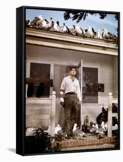 Les Oiseaux THE BIRDS d'Alfred Hitchcock with Rod Taylor, 1963 (photo)-null-Framed Stretched Canvas