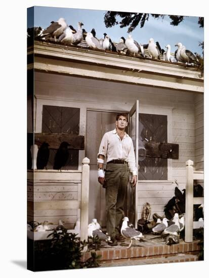Les Oiseaux THE BIRDS d'Alfred Hitchcock with Rod Taylor, 1963 (photo)-null-Stretched Canvas