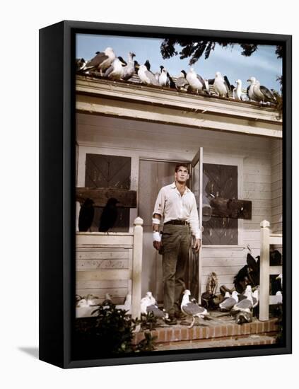 Les Oiseaux THE BIRDS d'Alfred Hitchcock with Rod Taylor, 1963 (photo)-null-Framed Stretched Canvas