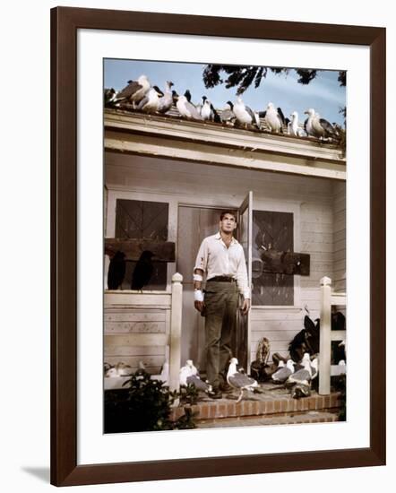 Les Oiseaux THE BIRDS d'Alfred Hitchcock with Rod Taylor, 1963 (photo)-null-Framed Photo