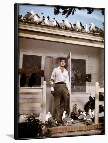 Les Oiseaux THE BIRDS d'Alfred Hitchcock with Rod Taylor, 1963 (photo)-null-Framed Photo