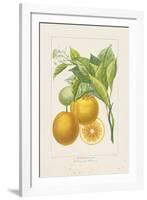 Les Oranges I-A^ Poiteau-Framed Giclee Print