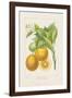 Les Oranges I-A^ Poiteau-Framed Giclee Print