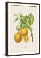 Les Oranges I-A^ Poiteau-Framed Giclee Print