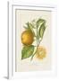 Les Oranges II-A^ Poiteau-Framed Giclee Print