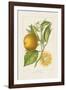 Les Oranges II-A^ Poiteau-Framed Giclee Print