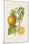 Les Oranges II-A^ Poiteau-Mounted Giclee Print