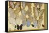 Les Papillons de N.C., 2006-Delphine D. Garcia-Framed Stretched Canvas