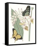 Les Papillons I-null-Framed Stretched Canvas