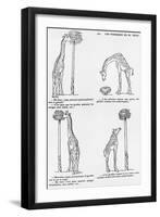 Les Pourquoi De Monsieur Toto', Caricature of Darwin's Theory of Evolution, C.1900-Emmanuel Poire Caran D'ache-Framed Giclee Print