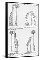 Les Pourquoi De Monsieur Toto', Caricature of Darwin's Theory of Evolution, C.1900-Emmanuel Poire Caran D'ache-Framed Stretched Canvas