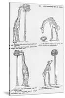 Les Pourquoi De Monsieur Toto', Caricature of Darwin's Theory of Evolution, C.1900-Emmanuel Poire Caran D'ache-Stretched Canvas