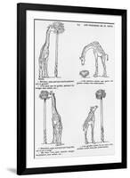 Les Pourquoi De Monsieur Toto', Caricature of Darwin's Theory of Evolution, C.1900-Emmanuel Poire Caran D'ache-Framed Premium Giclee Print