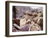 Les Quatre Fils by Katie Helder THE SONS OF KATIE HELDER by Henry Hathaway with John Wayne, 1965 (p-null-Framed Photo