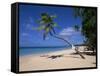 Les Salines Beach, Near Sainte Anne, Martinique, Lesser Antilles-Yadid Levy-Framed Stretched Canvas