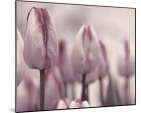 Les Tulipes I-Katja Marzahn-Mounted Giclee Print