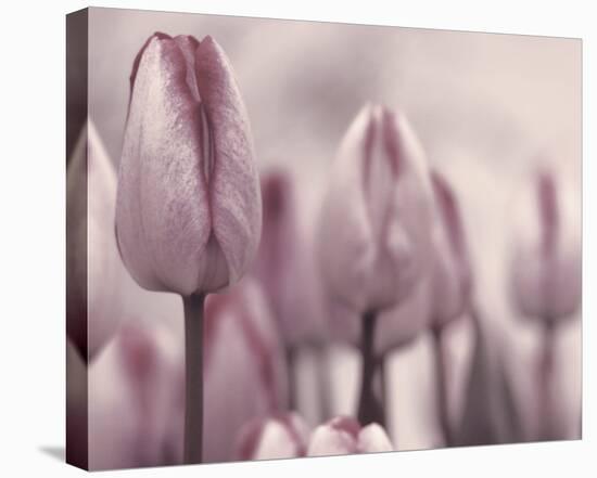 Les Tulipes I-Katja Marzahn-Stretched Canvas