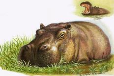 Hippopotamus-Leslie Field Marchant-Giclee Print