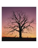 Arboral Afterglow-Leslie Mueller-Art Print