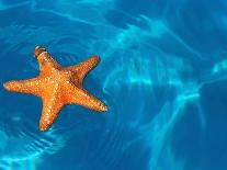 Starfish Floating on the Surface of the Ocean-Leslie Richard Jacobs-Photographic Print