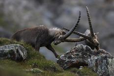 Alpine Ibex (Capra Ibex Ibex) Fighting, Hohe Tauern Np, Austria, July 2008-Lesniewski-Photographic Print
