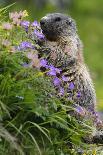 Alpine Marmot (Marmota Marmota) Standing on Hind Legs Feeding on Flowers, Hohe Tauern Np, Austria-Lesniewski-Photographic Print