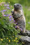 Alpine Marmot (Marmota Marmota) Feeding on Flowers, Hohe Tauern National Park, Austria, July 2008-Lesniewski-Photographic Print