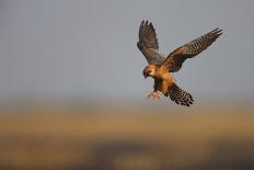 Male Red Footed Falcon (Falco Vespertinus) over Burning Steppe Fields, Kerch Peninsula, Ukraine-Lesniewski-Photographic Print