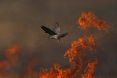 Male Red Footed Falcon (Falco Vespertinus) over Burning Steppe Fields, Kerch Peninsula, Ukraine-Lesniewski-Photographic Print