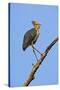 Lesser Adjutant Stork-Tony Camacho-Stretched Canvas