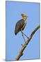 Lesser Adjutant Stork-Tony Camacho-Mounted Premium Photographic Print