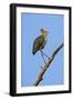 Lesser Adjutant Stork-Tony Camacho-Framed Photographic Print