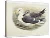 Lesser Black-Backed Gull (Larus Fuscus)-null-Stretched Canvas