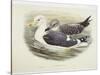 Lesser Black-Backed Gull (Larus Fuscus)-null-Stretched Canvas