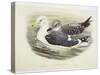 Lesser Black-Backed Gull (Larus Fuscus)-null-Stretched Canvas