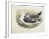 Lesser Black-Backed Gull (Larus Fuscus)-null-Framed Giclee Print