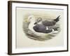 Lesser Black-Backed Gull (Larus Fuscus)-null-Framed Giclee Print