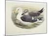 Lesser Black-Backed Gull (Larus Fuscus)-null-Mounted Giclee Print