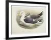 Lesser Black-Backed Gull (Larus Fuscus)-null-Framed Giclee Print