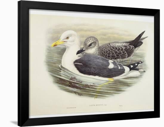 Lesser Black-Backed Gull (Larus Fuscus)-null-Framed Giclee Print